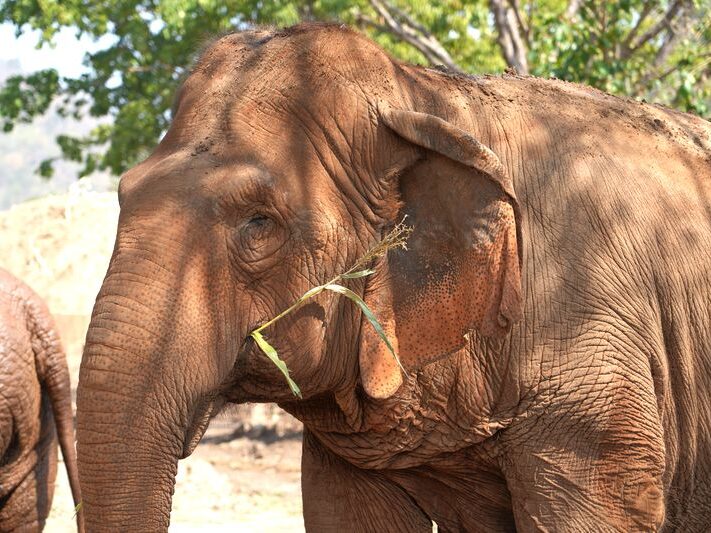 Thailand Elephant Sanctuary