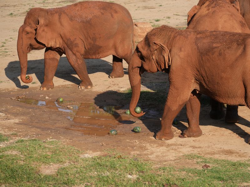 Thailand Elephant Sanctuary