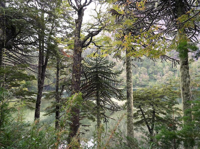 chile
