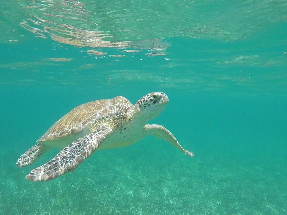 Belize Barrier Reef